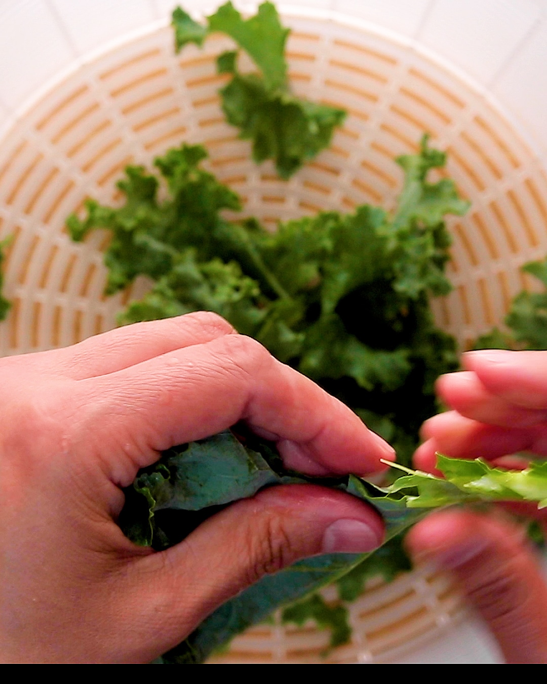 Separating the kale leaves from the ribs into bite-sized pieces into a salad spinner.
